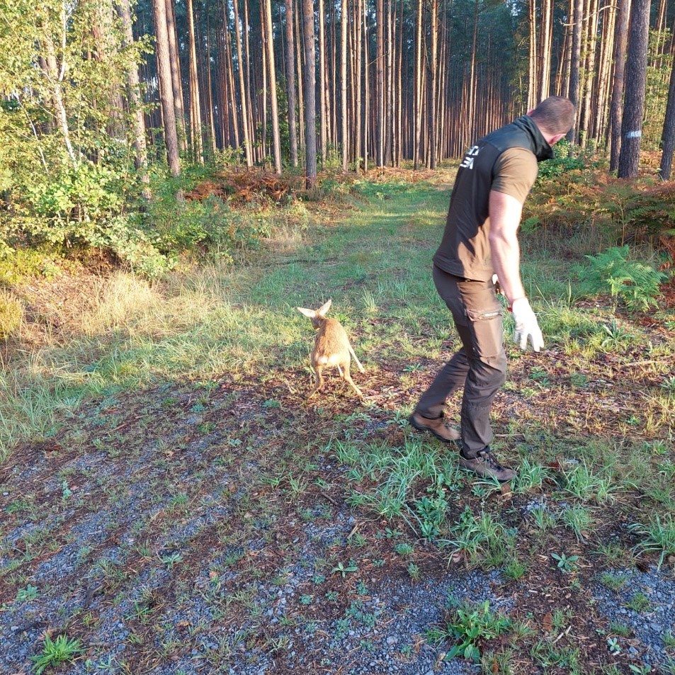 Fot. P. Kowal Młoda sarna wypuczona do lasu