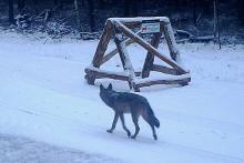 Wilk w Lasach Nadleśnictwa Szprotawa