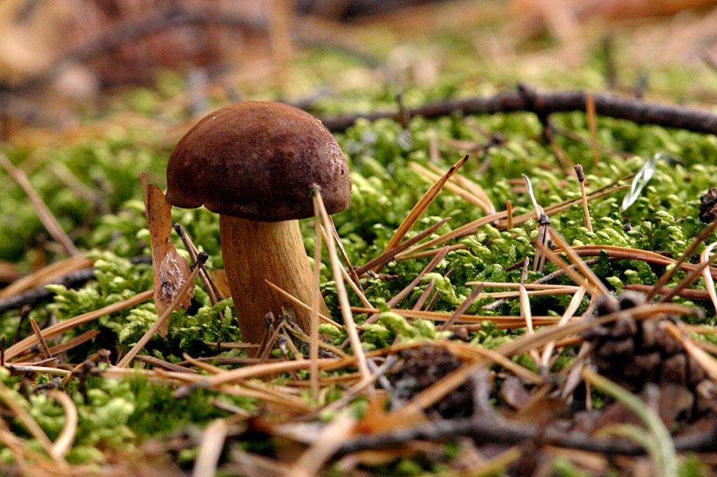 Bogactwem Nadleśnictwa są również licznie występujące grzyby. Fot. Tomasz Nowak/Fotolia
