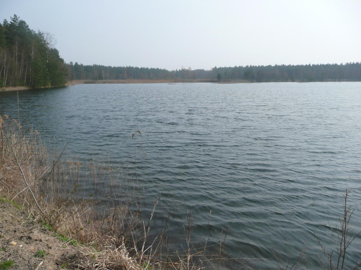  Wczesną wiosną użytek ekologiczny Łabędzie Stawy wygląda jak śródleśne jezioro. Fot. Jerzy Wilanowski
